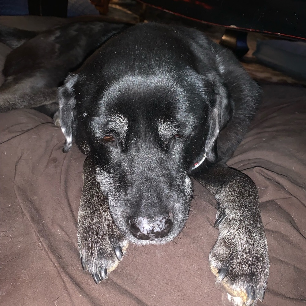 Meet your Posher, Roxy - Picture 3 of 4